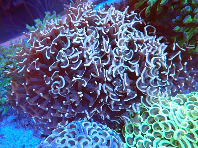 Lila kalapácskorall (Euphyllia ancora) telep, Korallgarázs Fót, 2026. október (12)