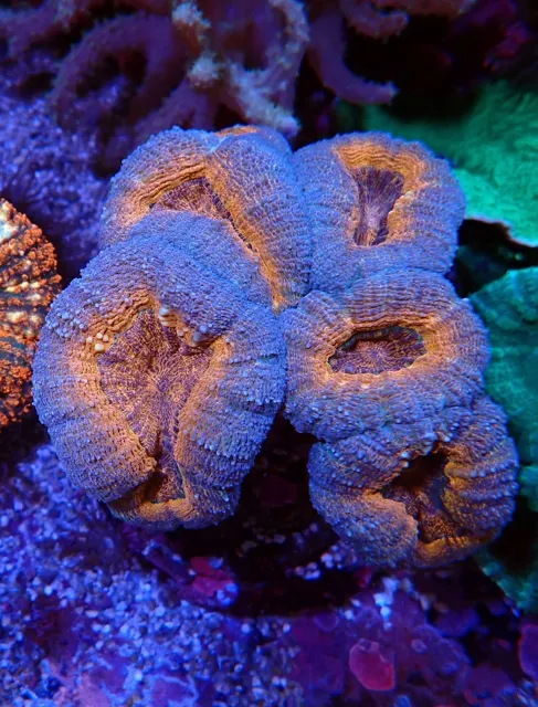 Lobophyllia LPS korall karéjos telepe, Korallgarázs Fót, 2026. október (01)