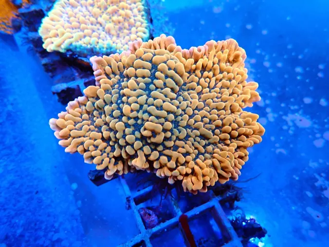 Narancssárga Montipora digitata korall, Korallgarázs Fót, 2026. október (01)