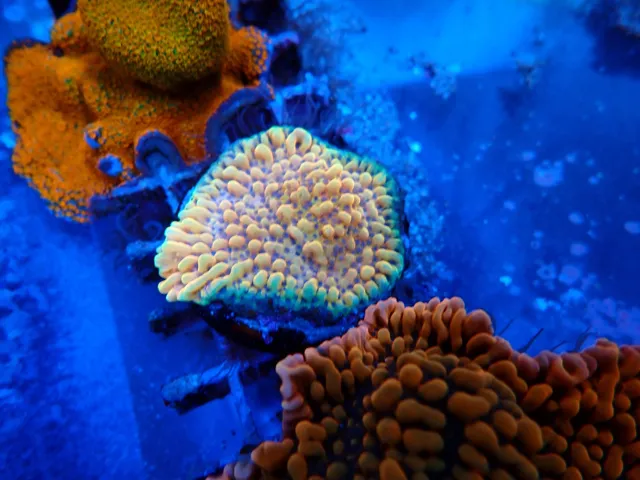 Narancssárga Montipora és Acropora korallok, Korallgarázs Fót, 2026. október (02)