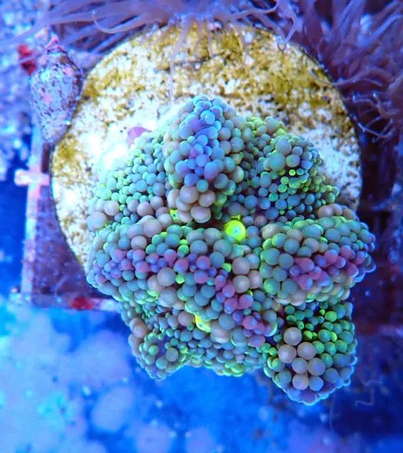 Rózsaszín Pocillopora SPS korall zöld polipokkal, Korallgarázs Fót, 2026. október (01)
