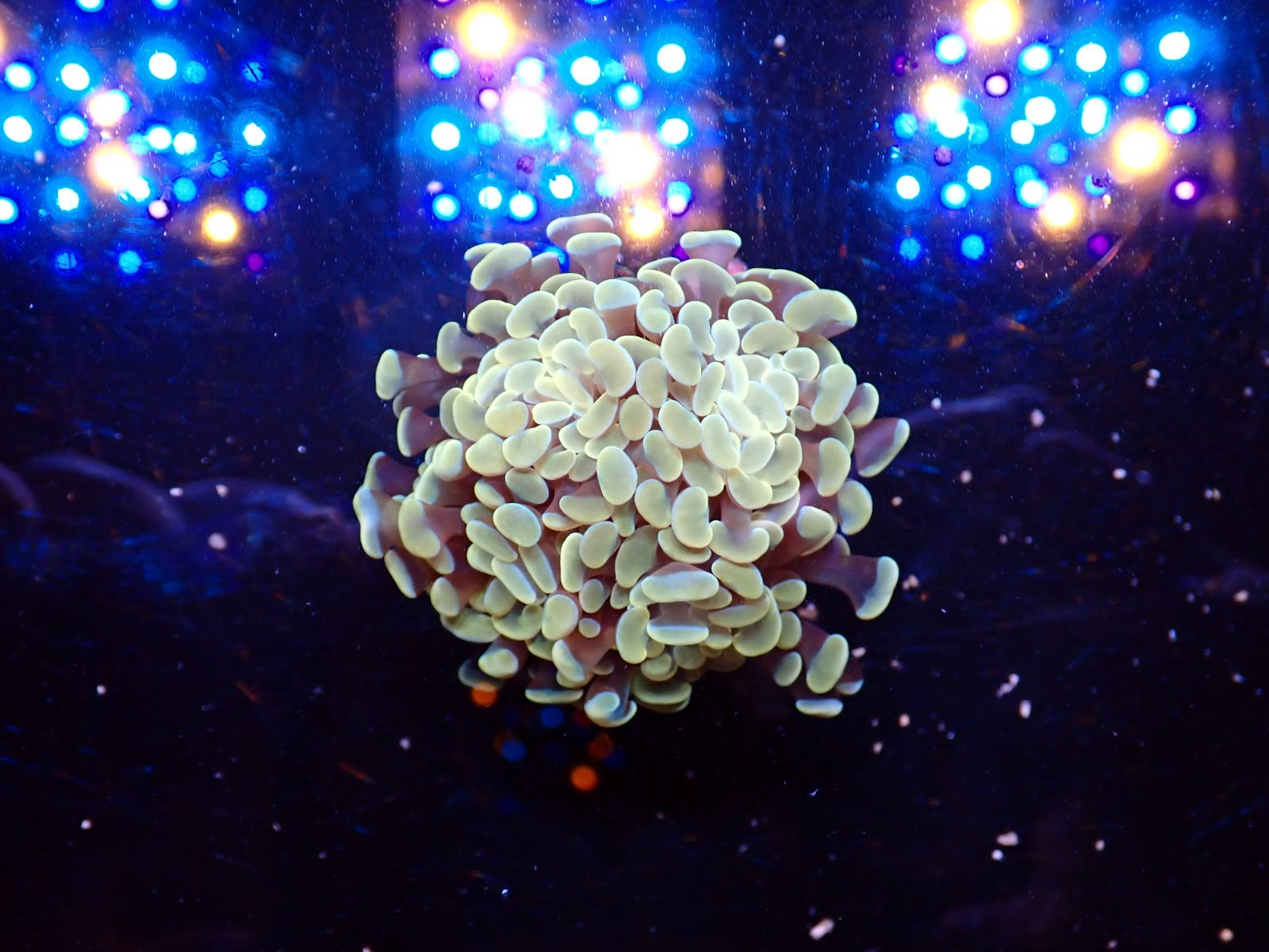 Tengeri korall friss érkezés március 2026 1. hét