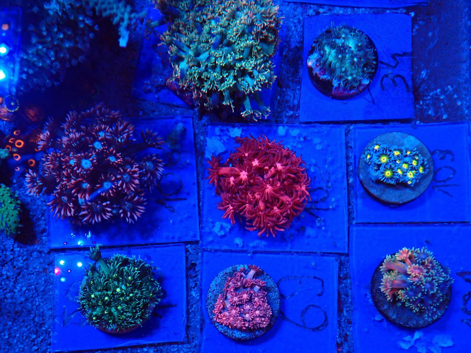 Tengeri hal új szállítmány március 2026 1. hét