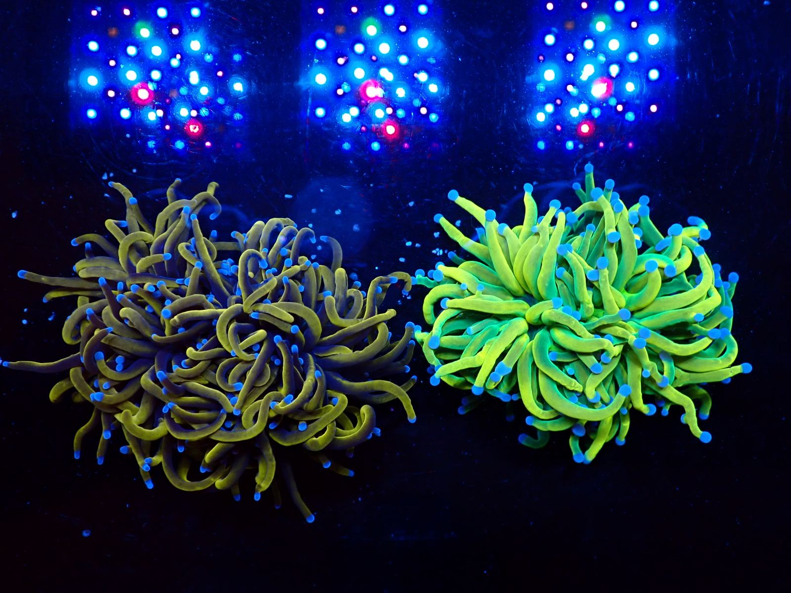 LPS korall friss március 2026 1. hét