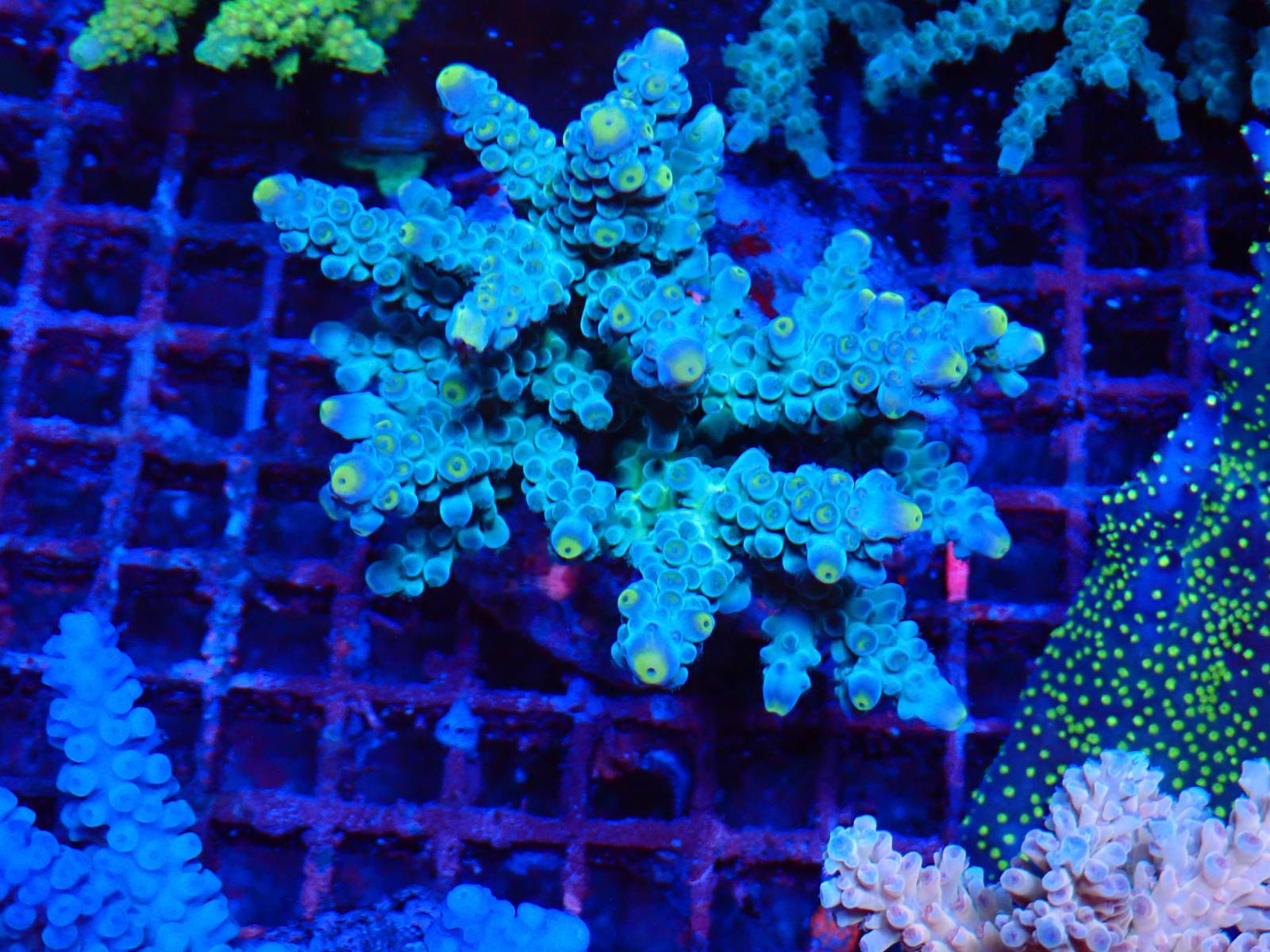 Trópusi tengeri hal most érkezett március 2026