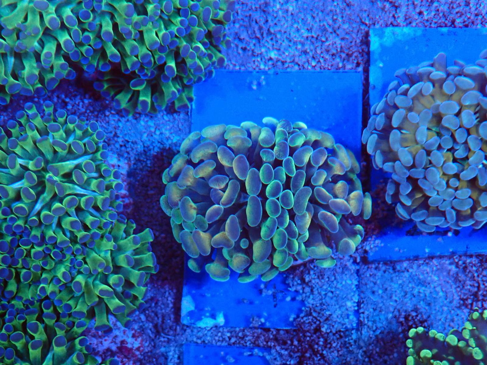 Egzotikus tengeri élőlény március 2026 1. hét