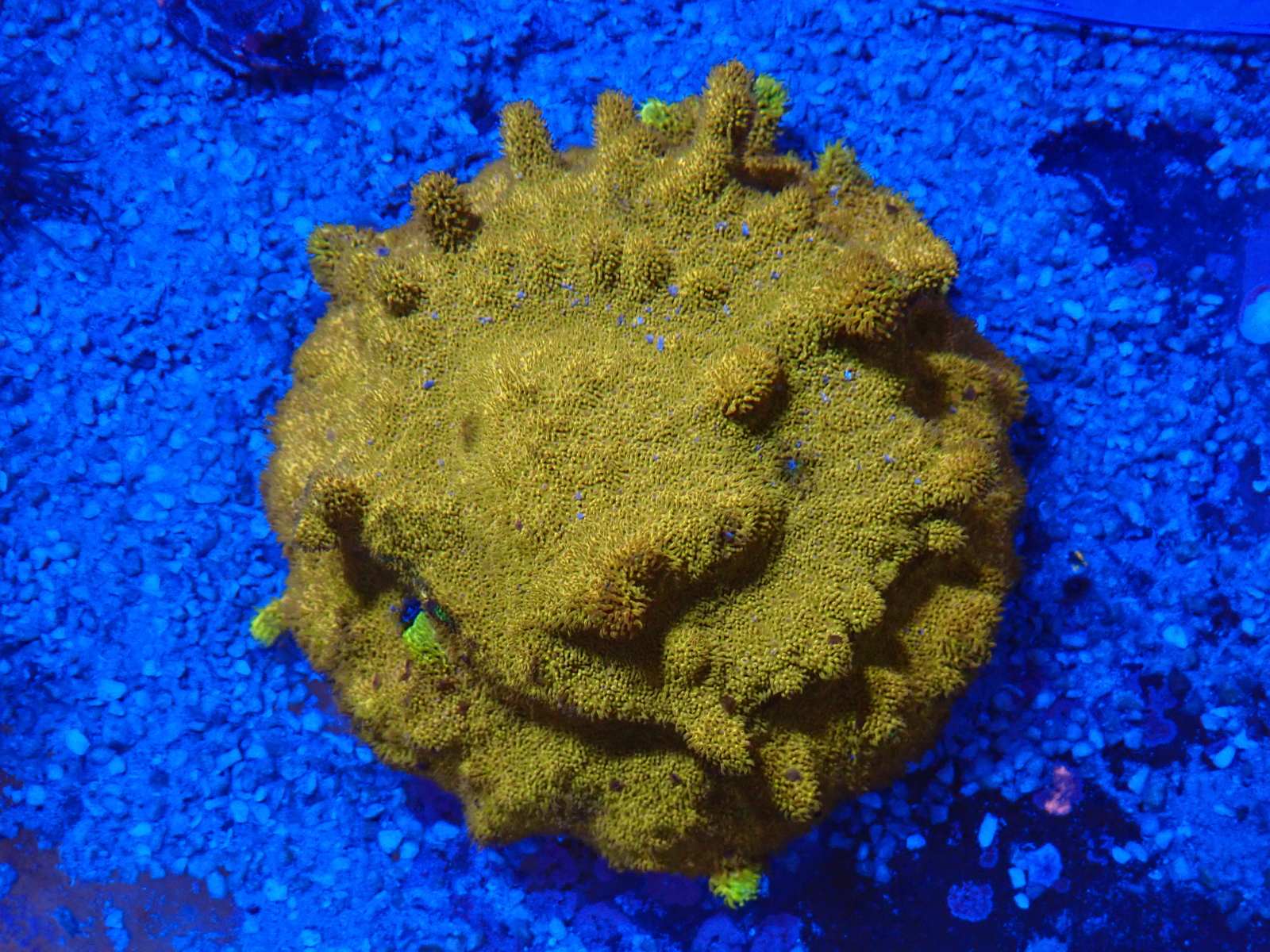 Kék tengeri hal friss érkezés március 2026