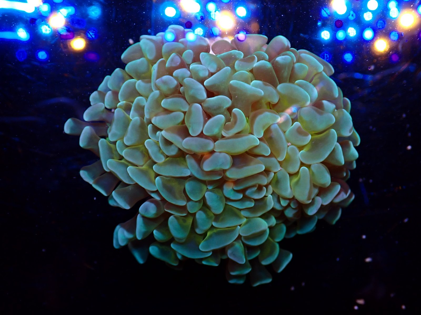 Tengeri anemóna 1. heti szállítmány március 2026