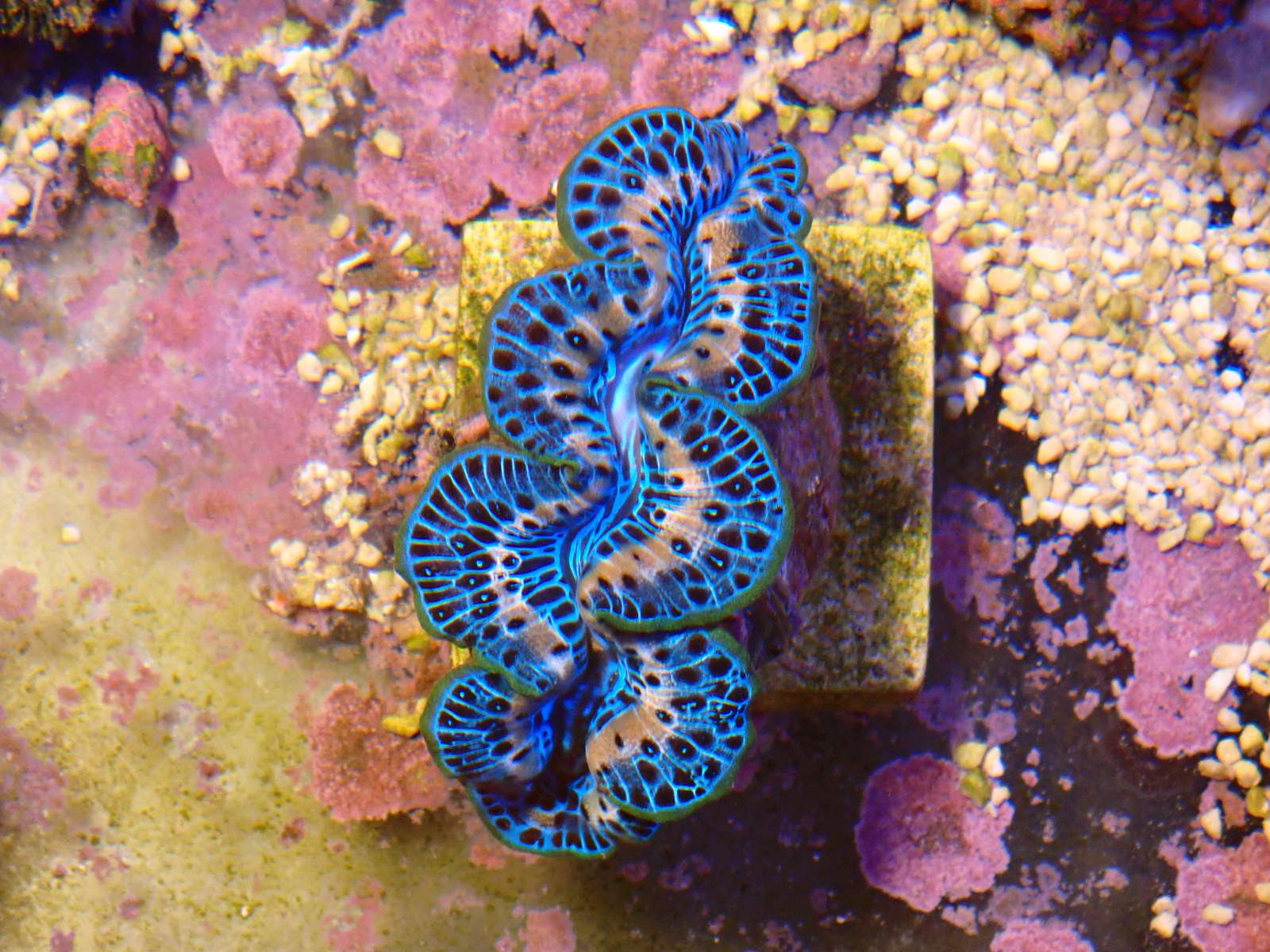 Élénk színű korall március 2026 1. hét