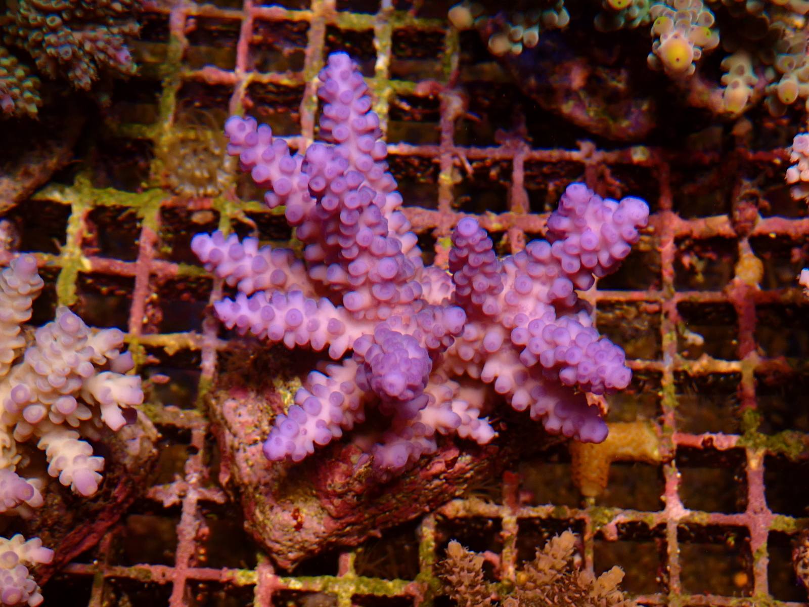 Narancs tengeri hal 1. hét 2026 március