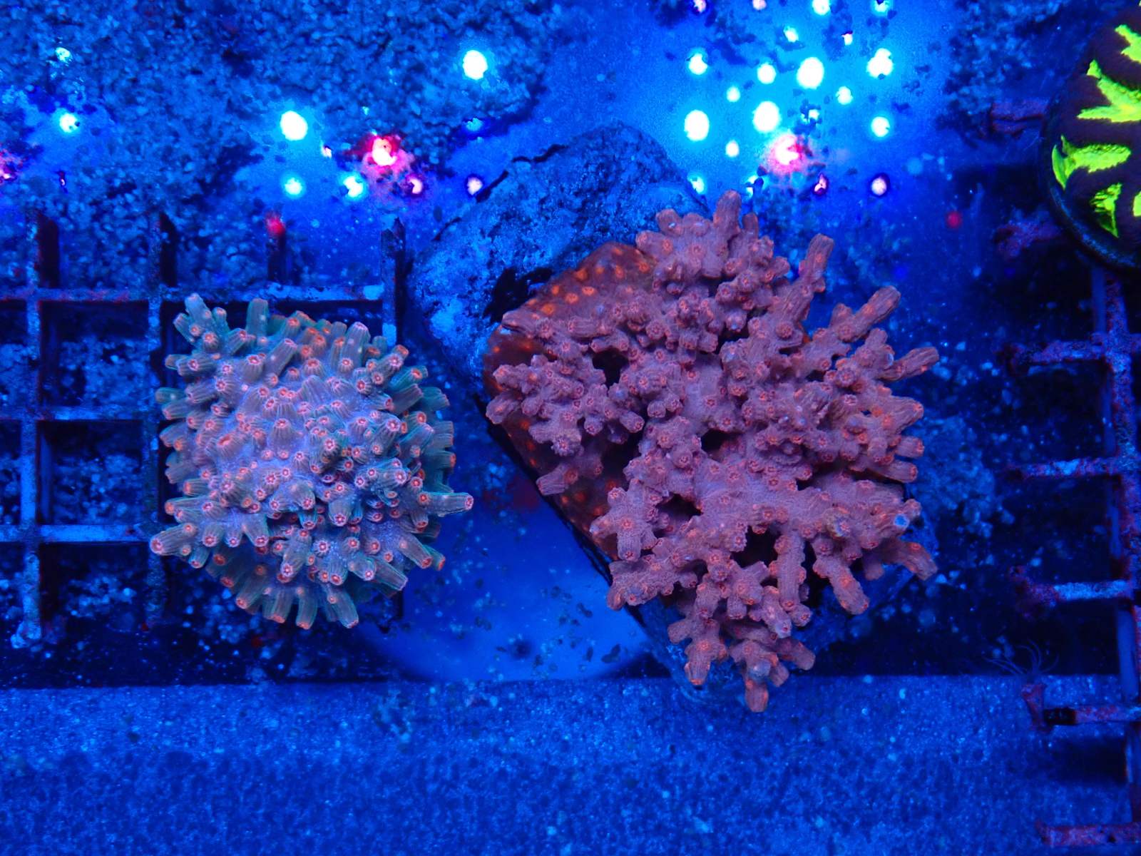 Nagy LPS korall telep 1. hét március 2026