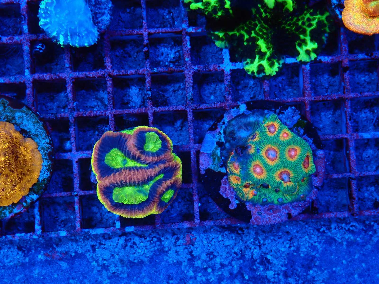 Különleges tengeri élőlény március 2026 1. hét