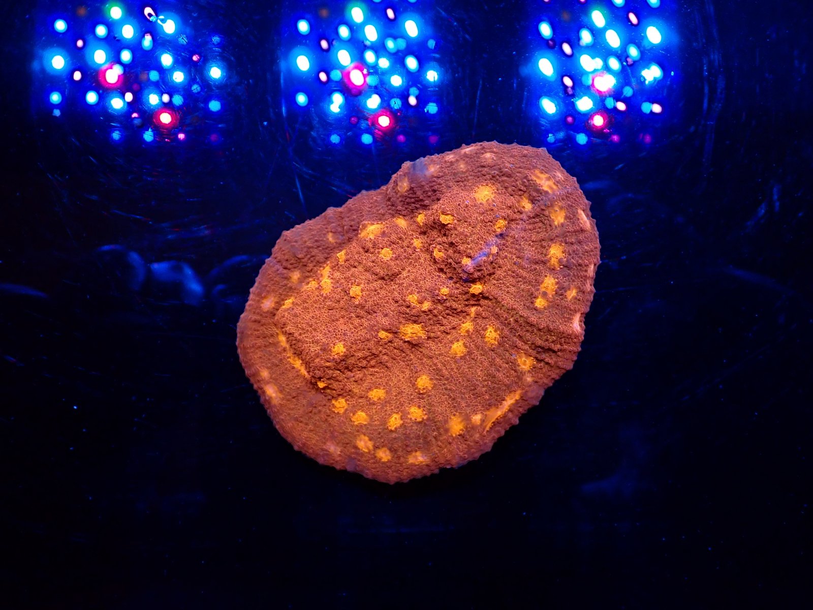 Piros tengeri hal friss március 2026 1. hét