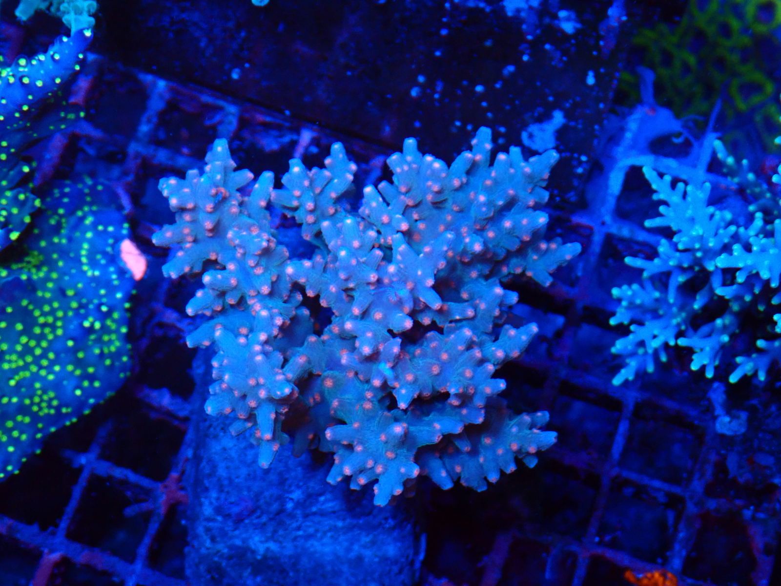 Zöld SPS korall március 2026 1. hét