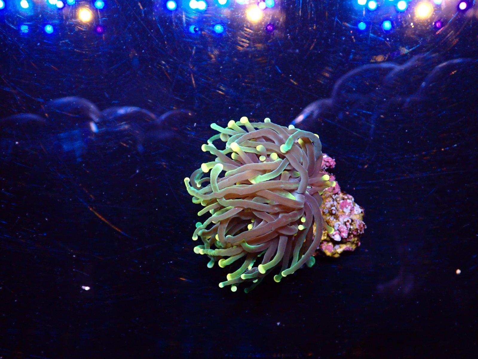 Lila tengeri korall 1. heti érkezés március 2026