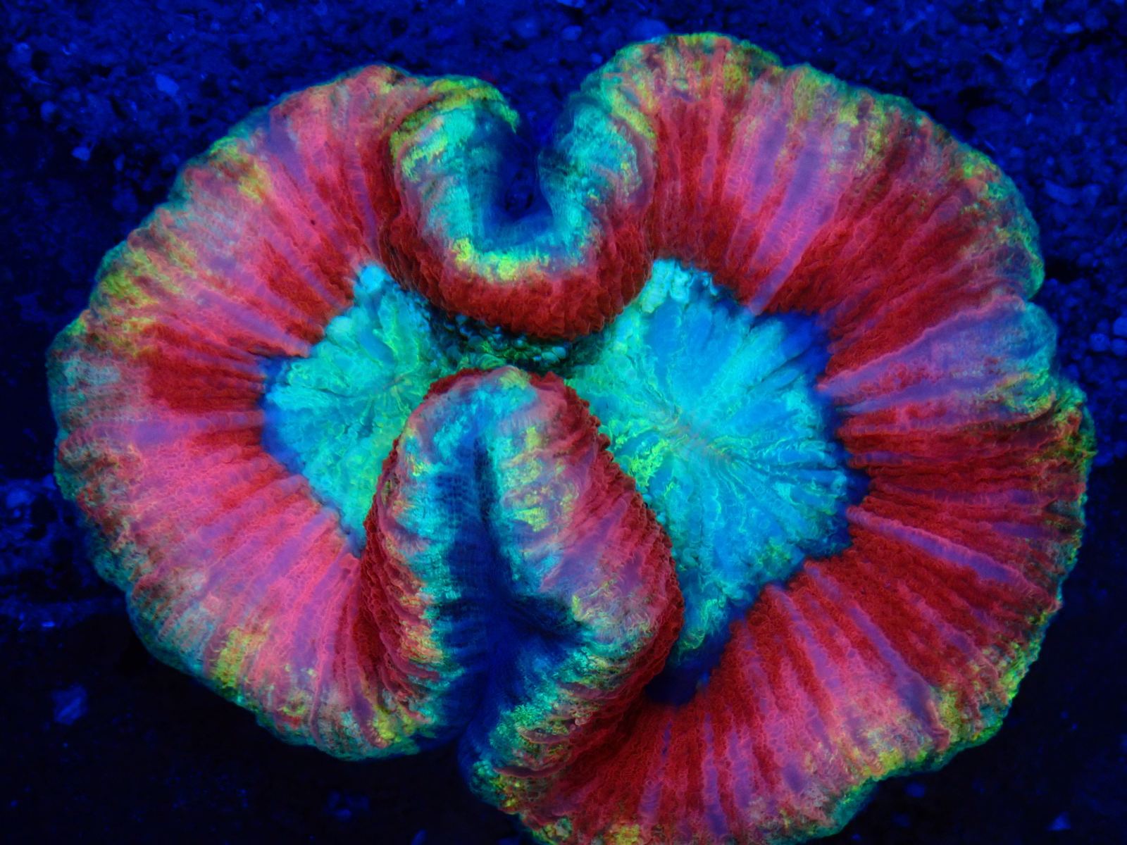 Ritka tengeri hal március 1. hét 2026