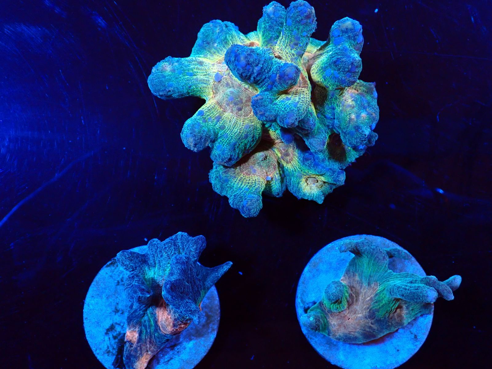 Bohóchal friss szállítmány március 2026 1. hét