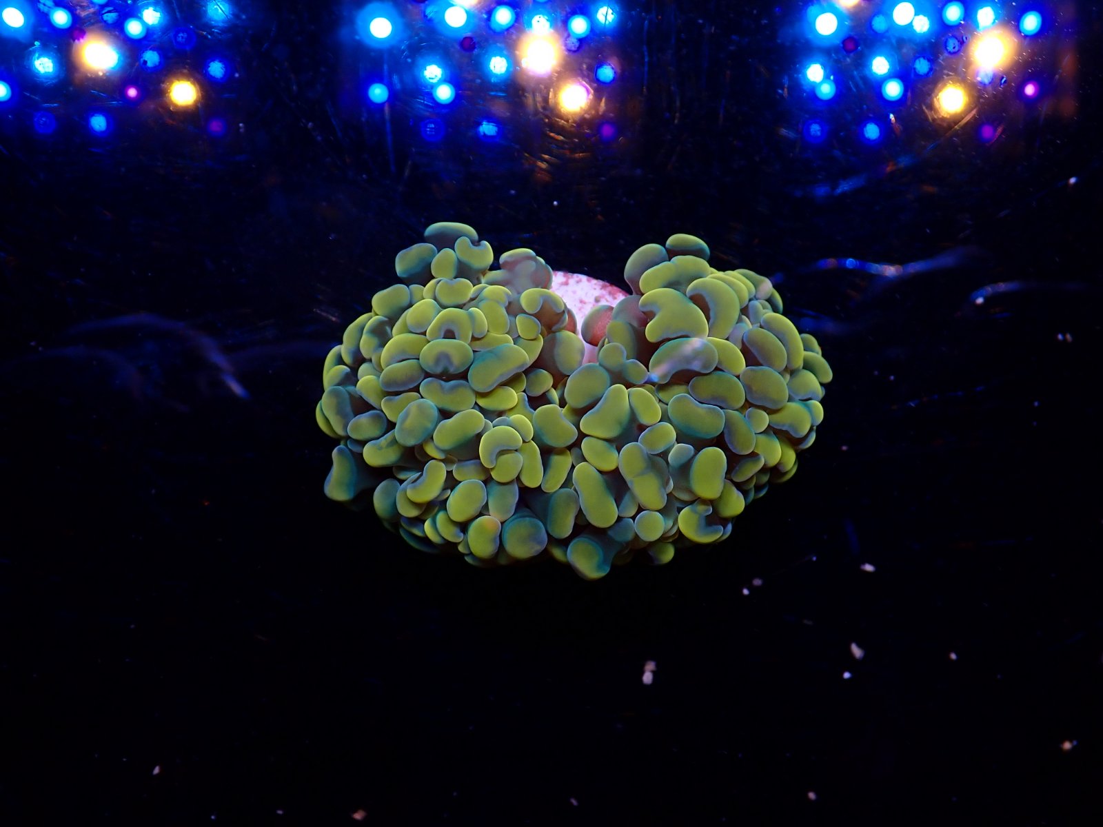 Kecses tengeri hal március 2026 1. hét