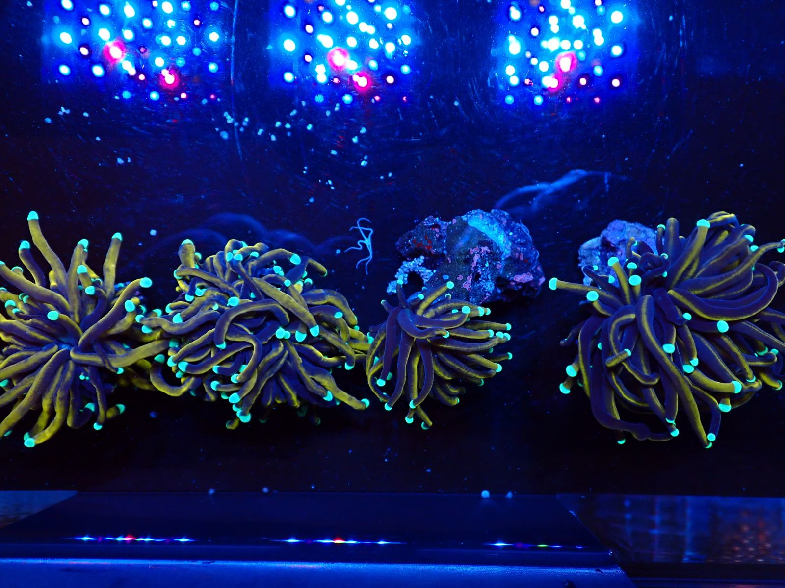 Fluoreszkáló korall március 2026 1. hét