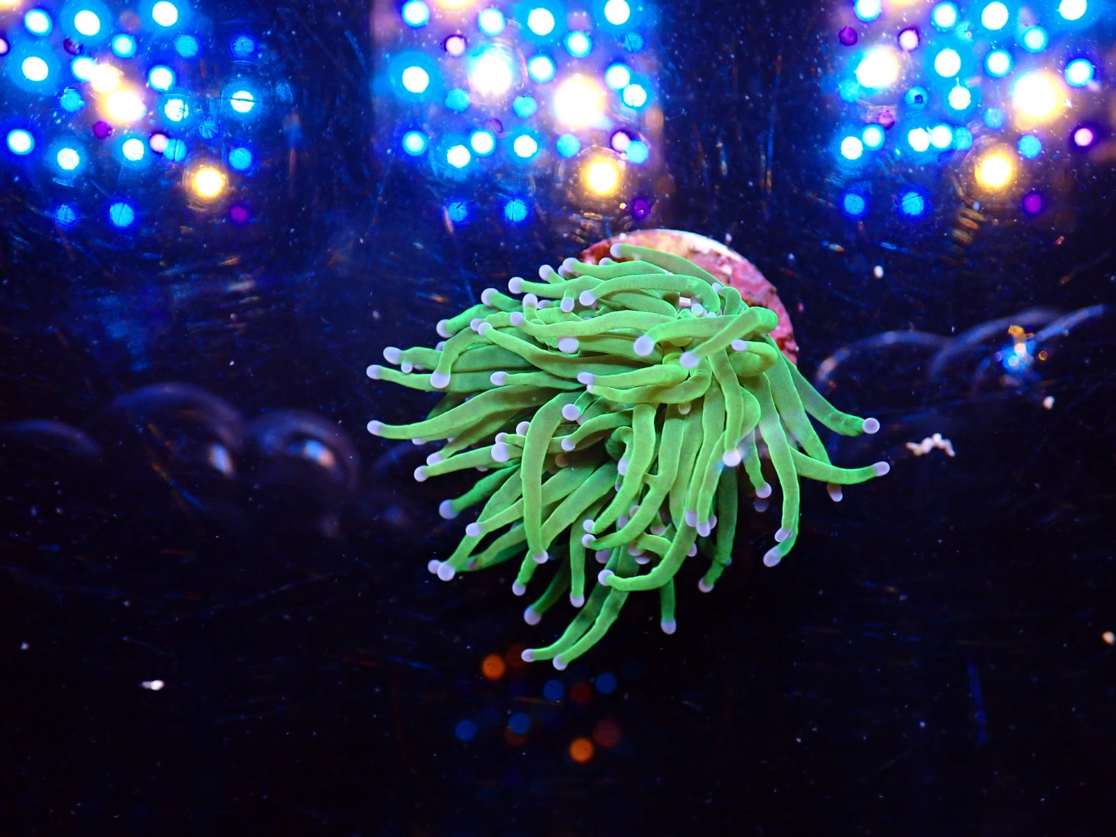 Tengeri hal vegyes fajták március 2026 1. hét