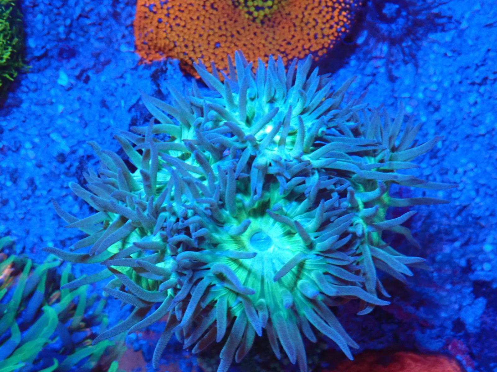 Csíkos tengeri hal friss március 2026 1. hét