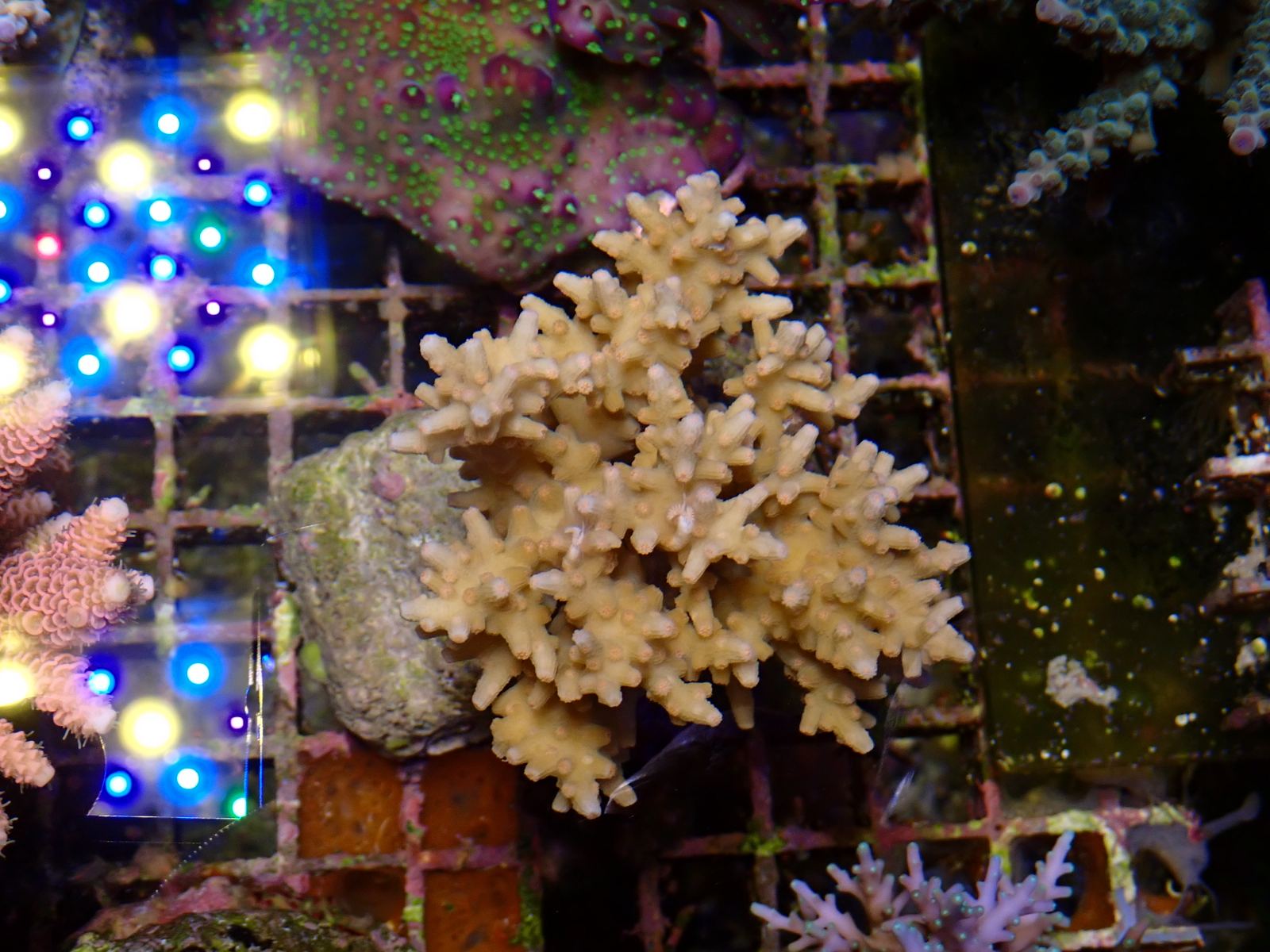 Vibráló színű korall 1. hét 2026 március