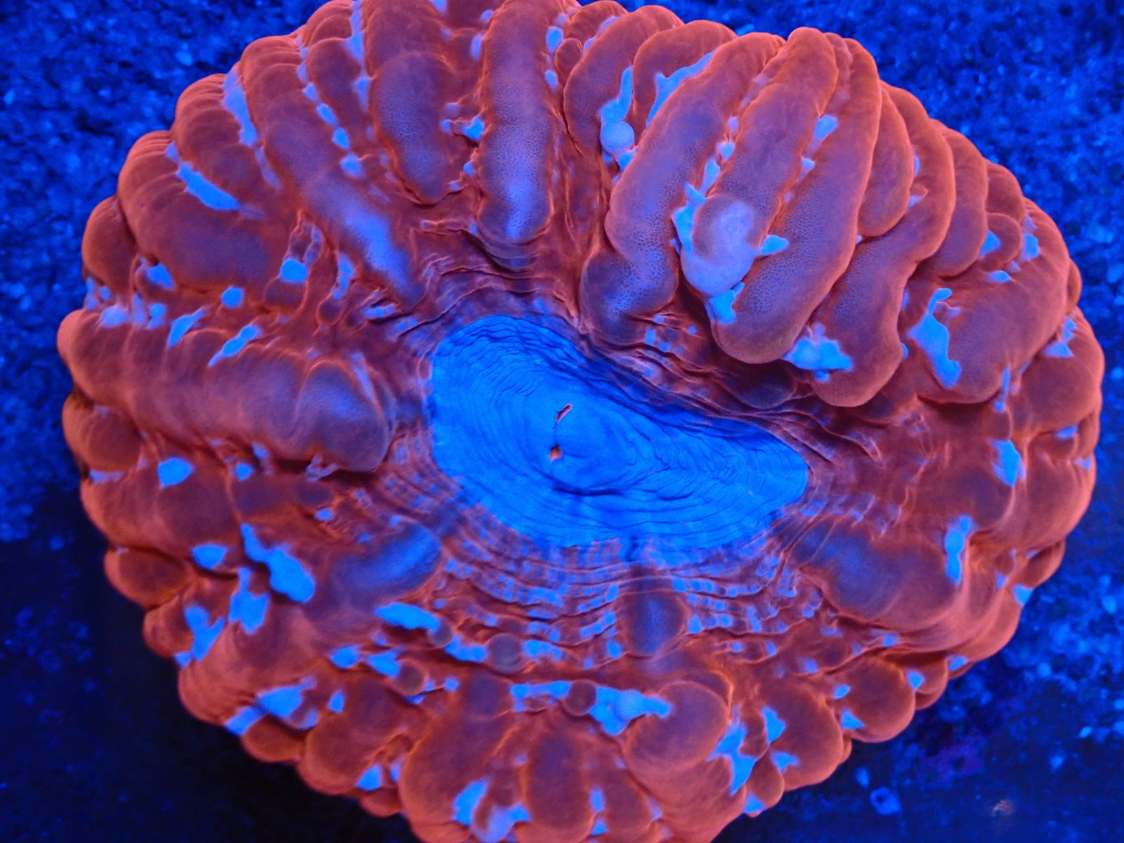 Trópusi tengeri élőlény friss március 2026 1. hét