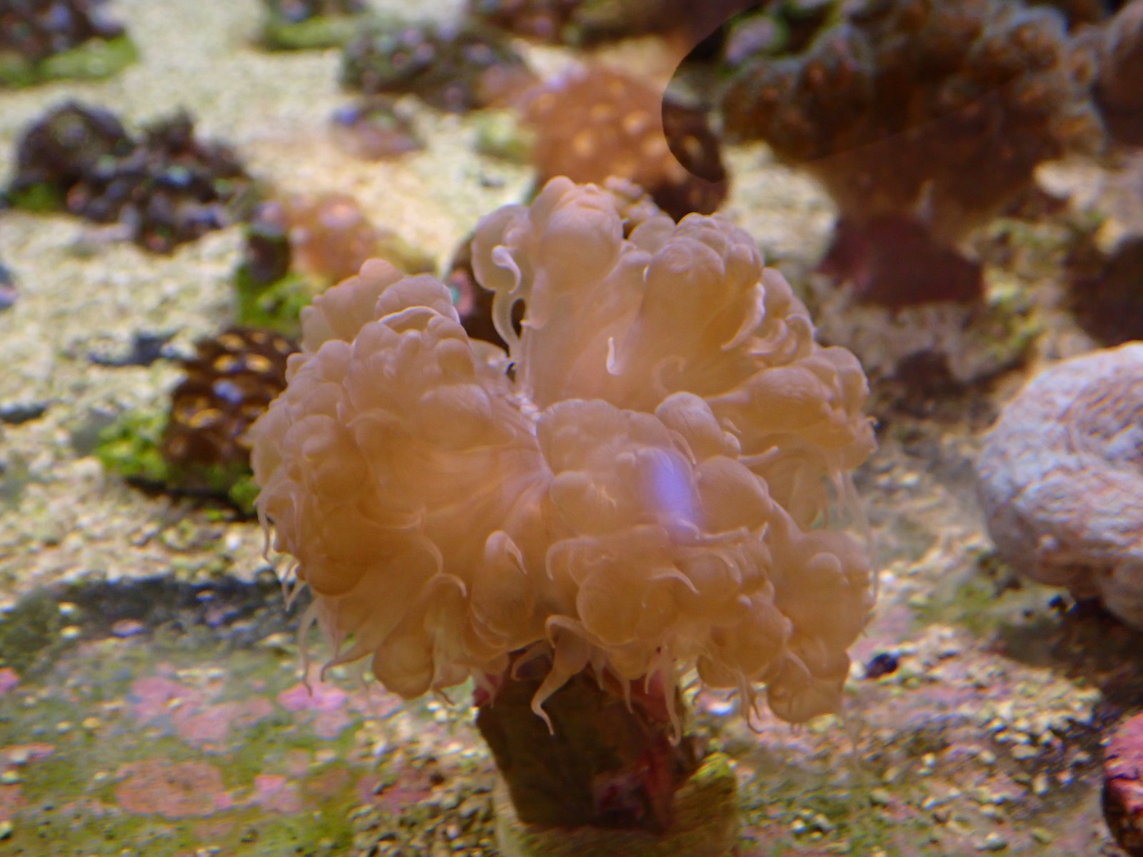 Tengeri akvárium új érkezők március 2026 1. hét