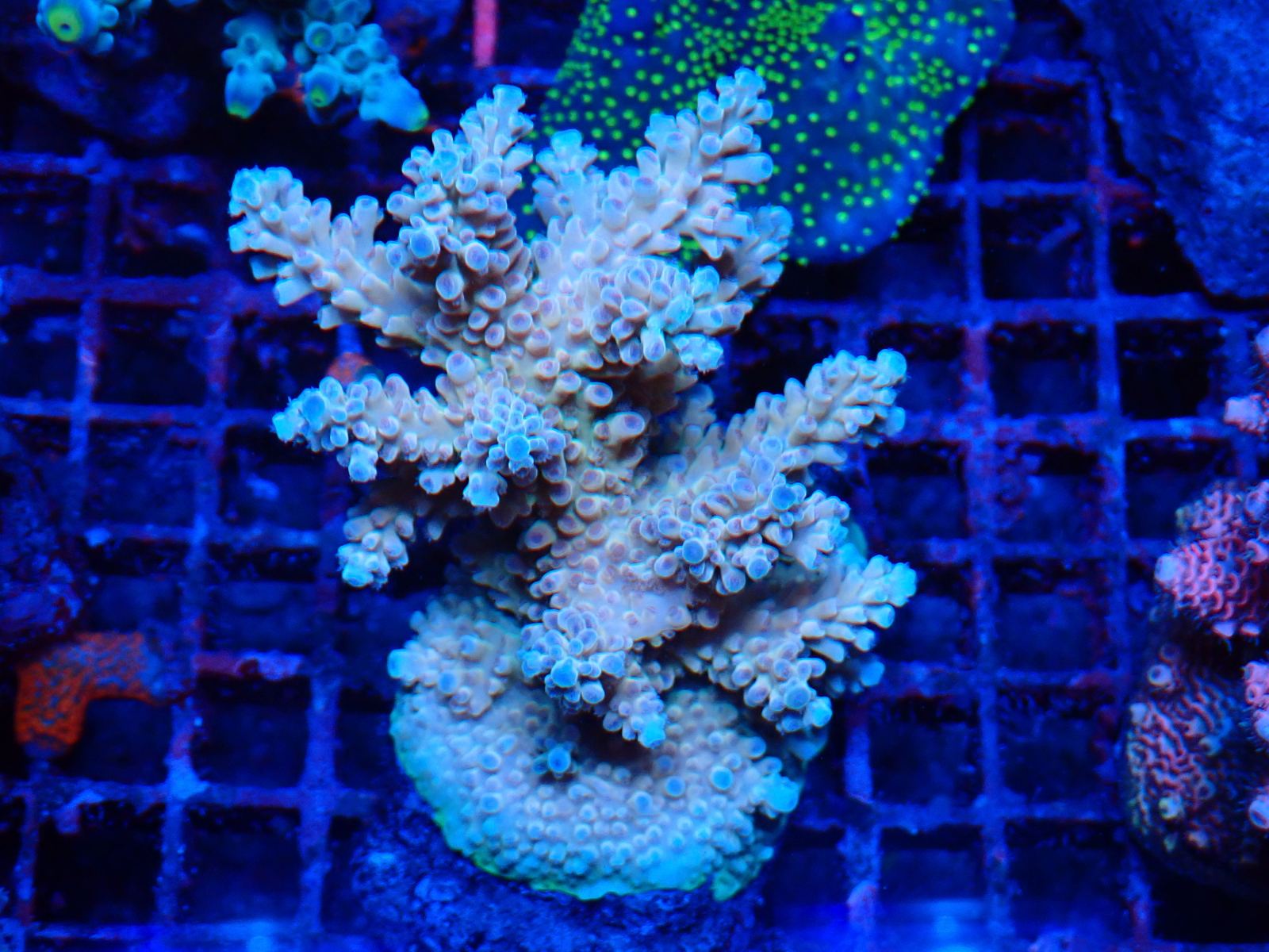 Korall friss érkezés március 2026