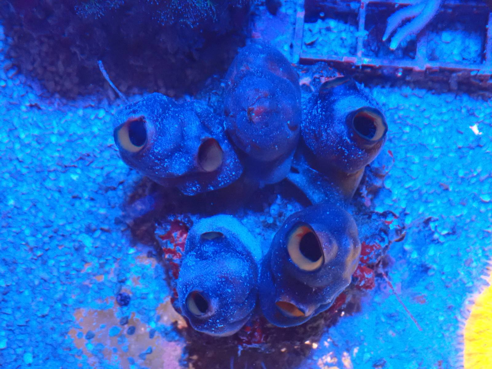 Tengeri hal március 2026 szállítmány