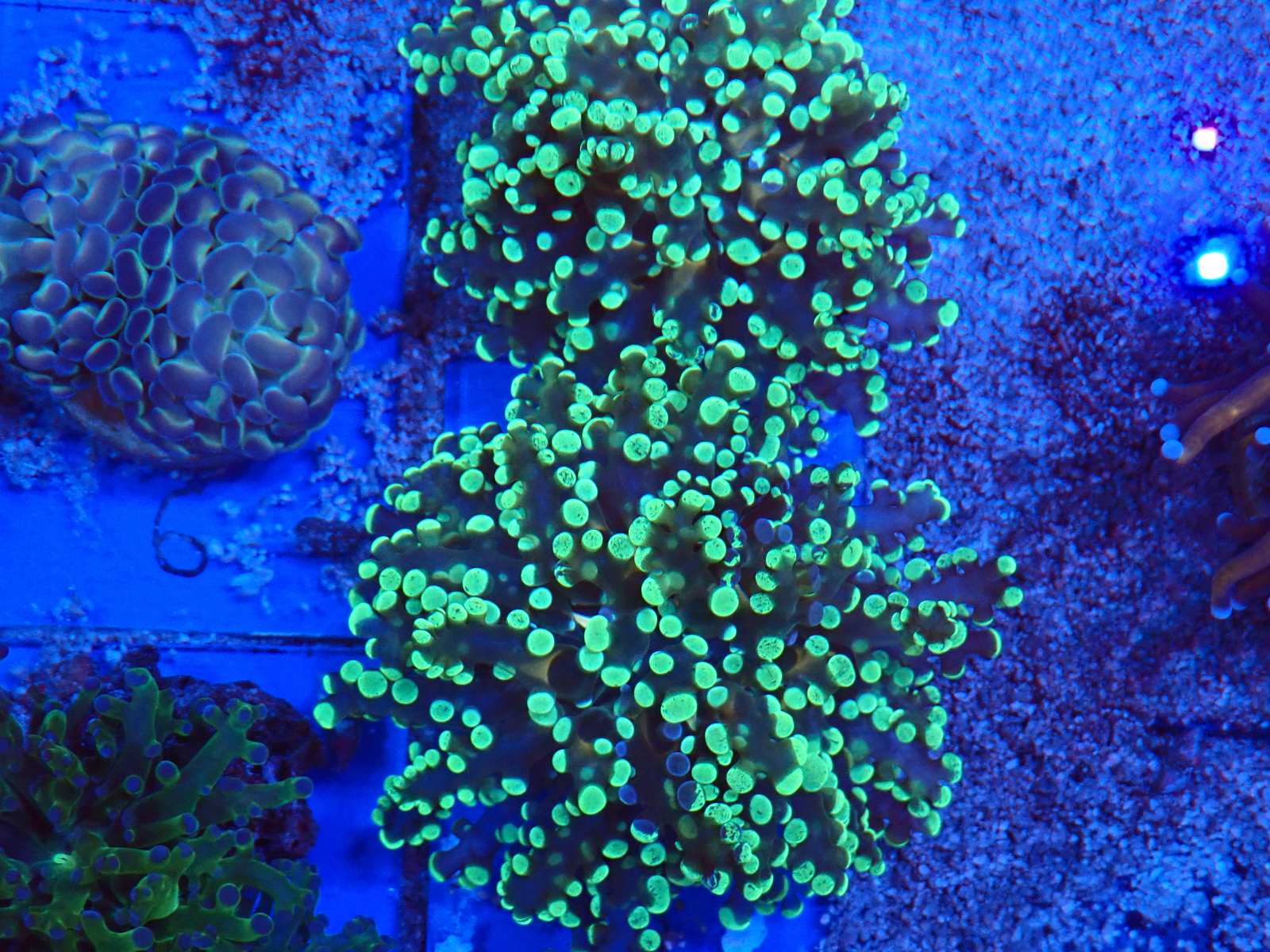 Élőlény korall március 2026