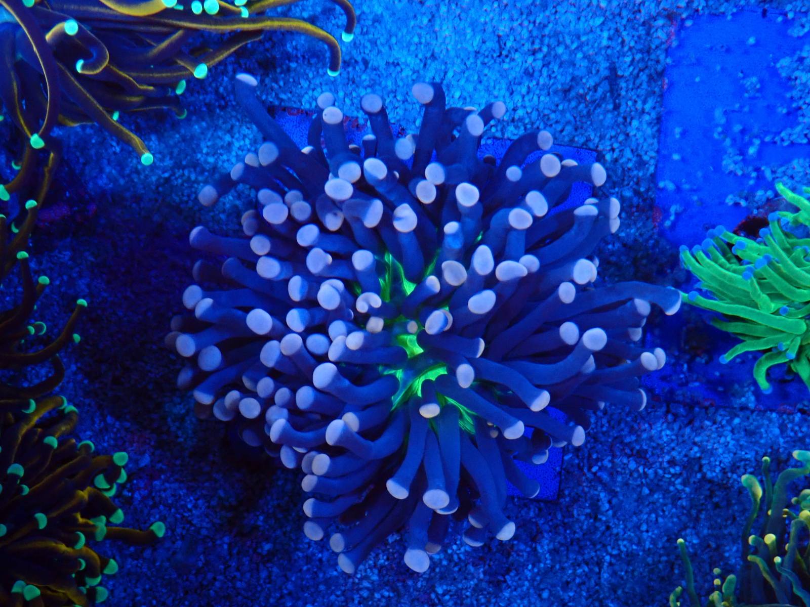 Friss SPS korall március 2026 1. hét