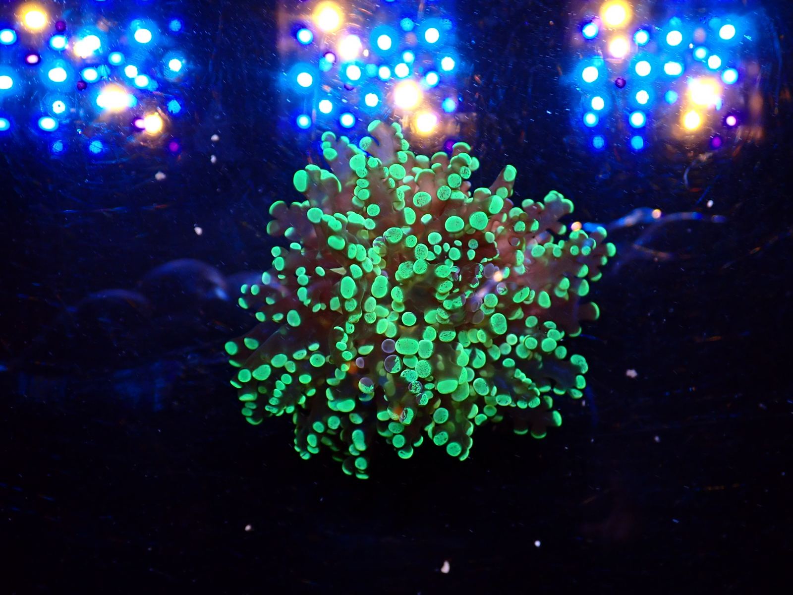 Puhatestű tengeri állat március 2026