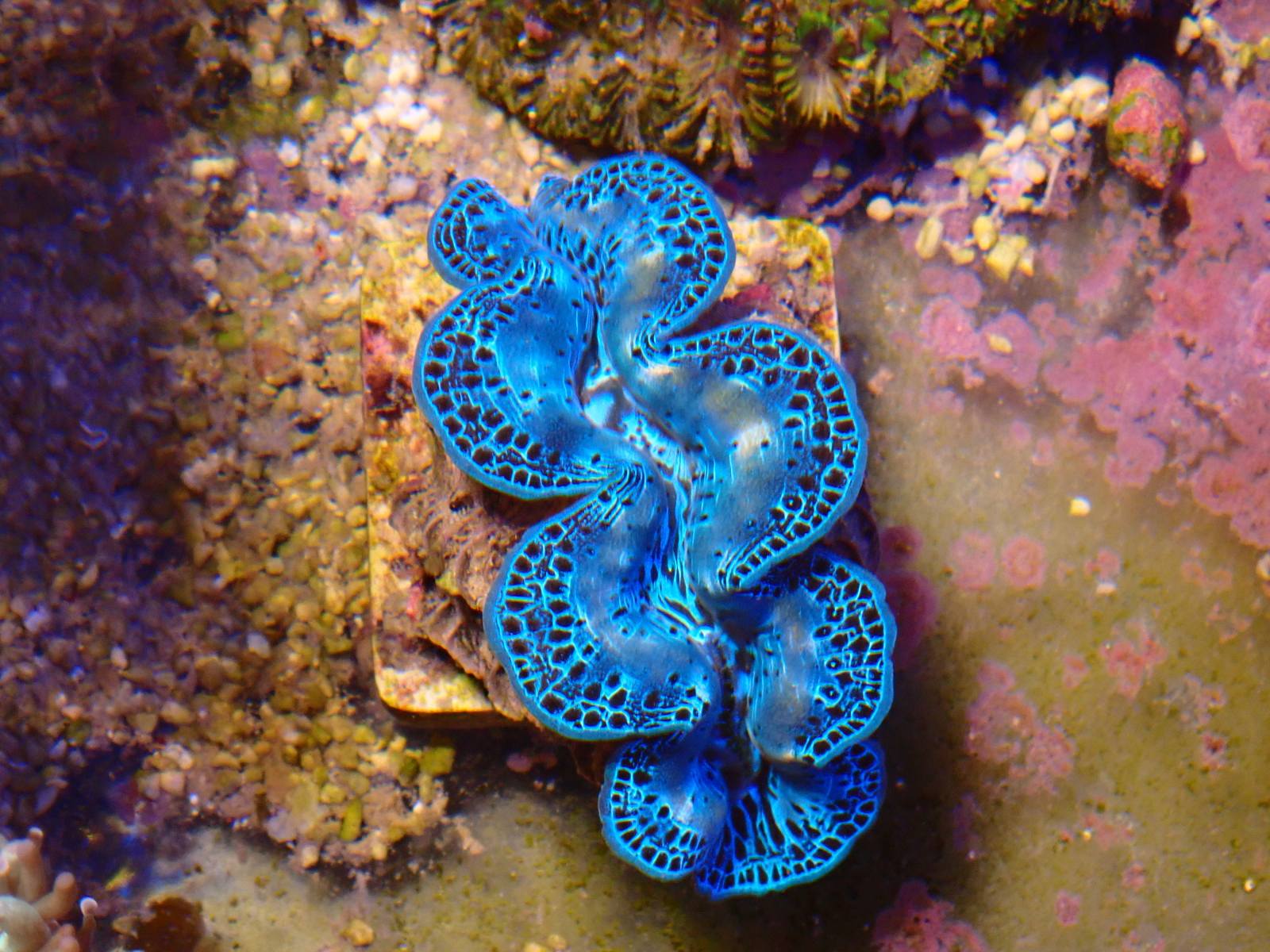 Tengeri csillag friss érkezés március 2026