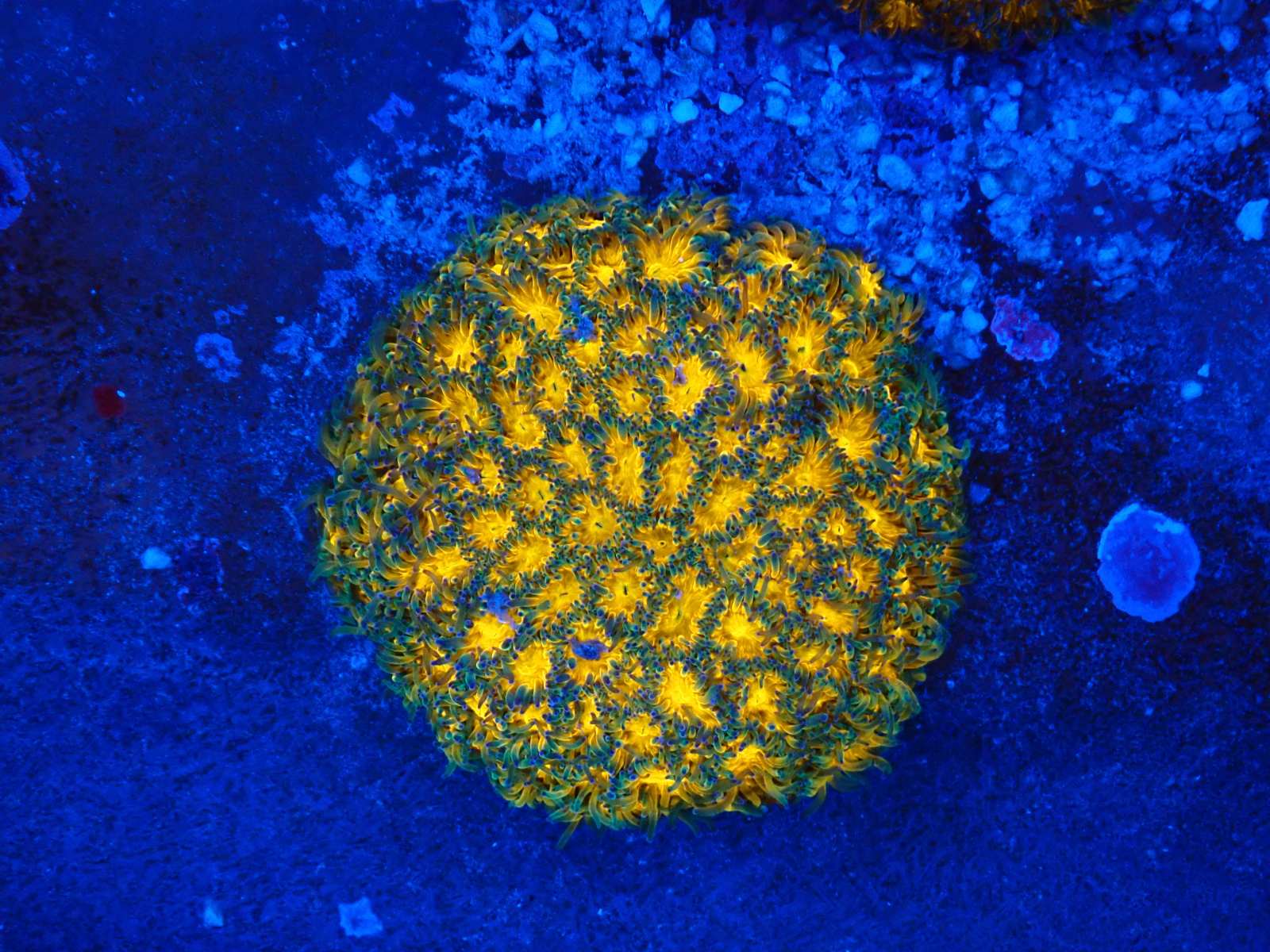 Kagyló tengeri élőlény március 2026 1. hét