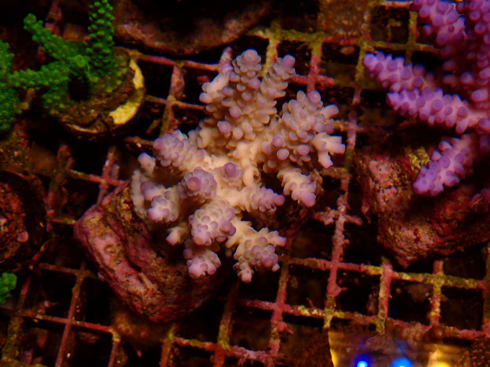 Rák friss szállítmány március 2026 1. hét