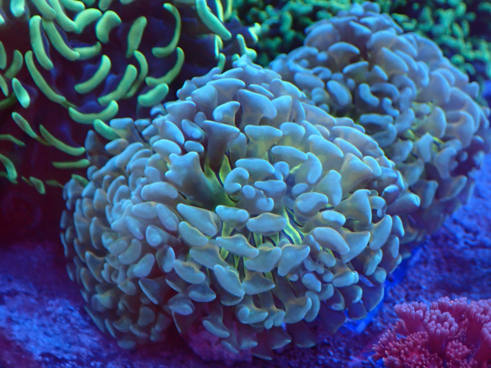 Tengeri géb hal március 2026 1. hét