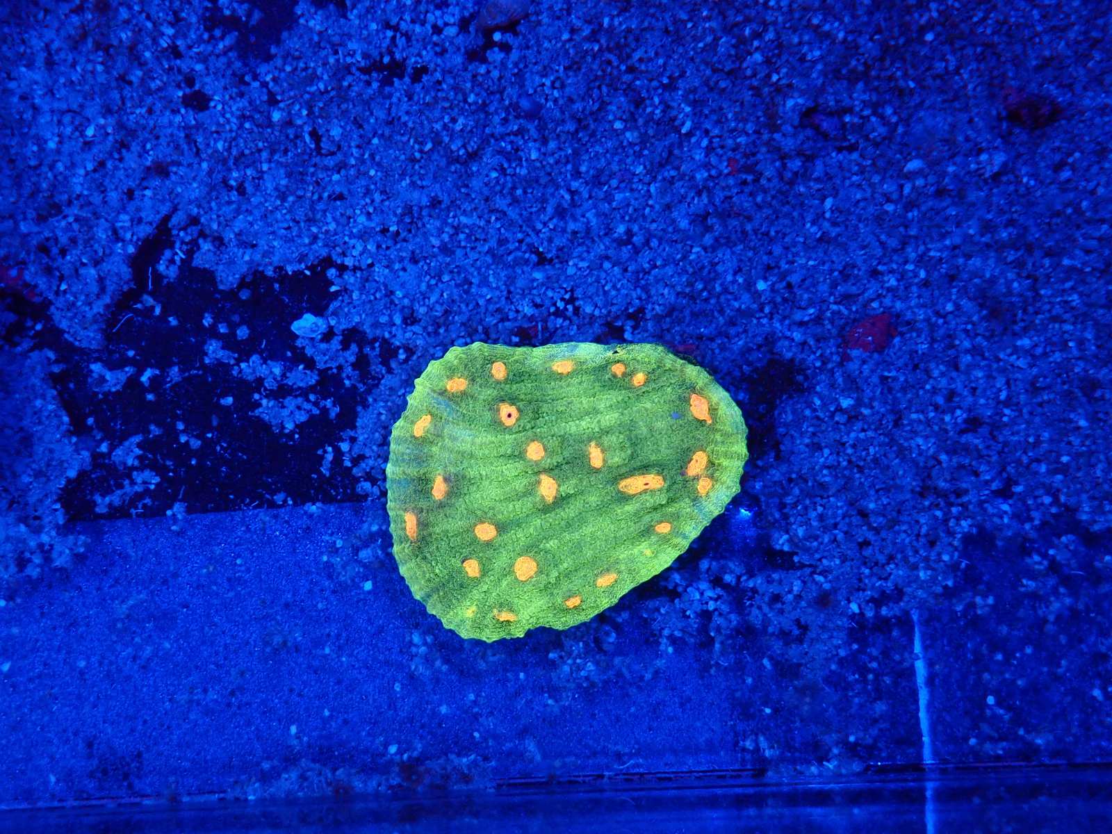 Mandarin hal március 2026 1. hét