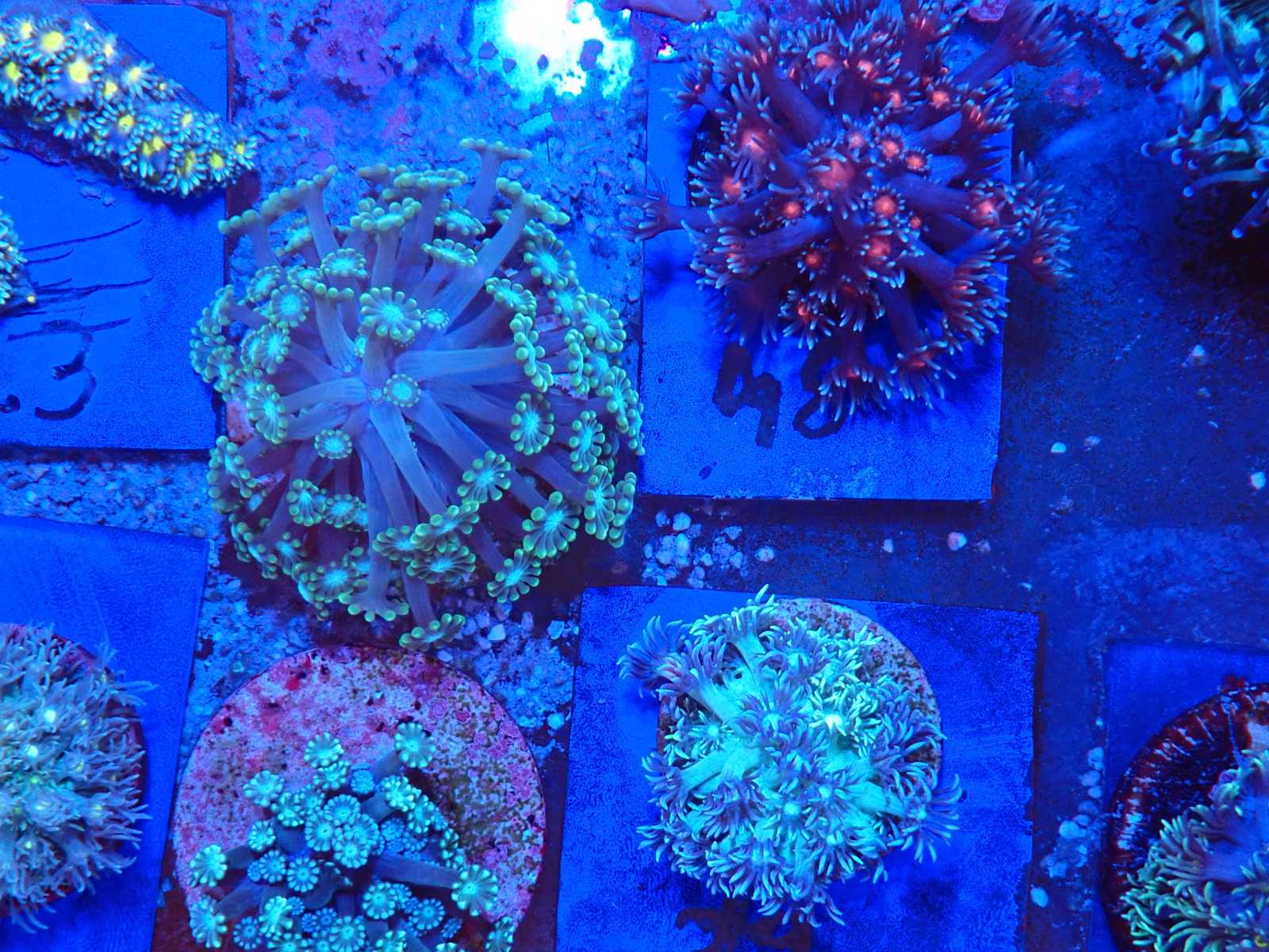 Kardhal fajta tengeri március 2026