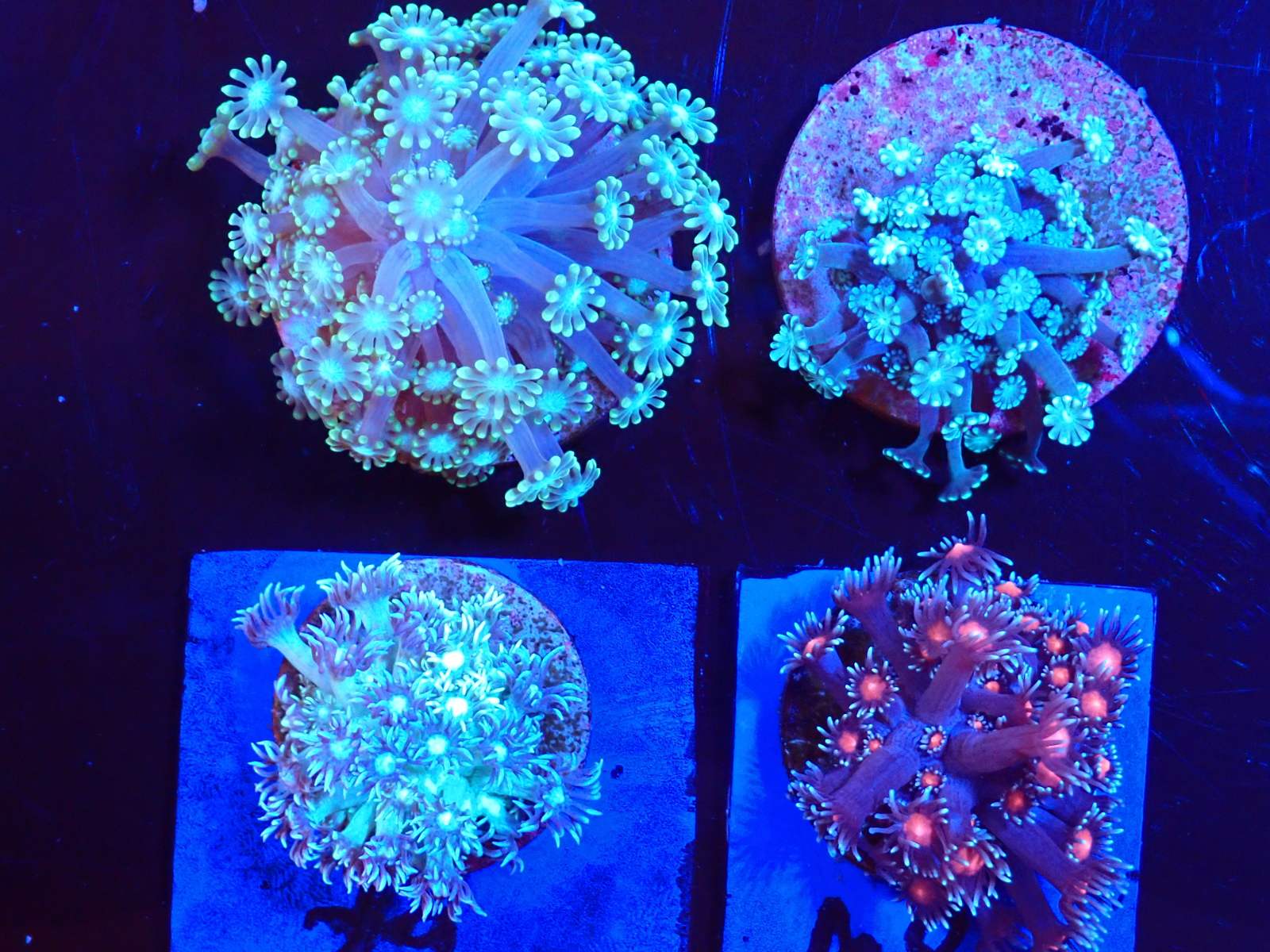 Pillangóhal friss érkezés március 2026