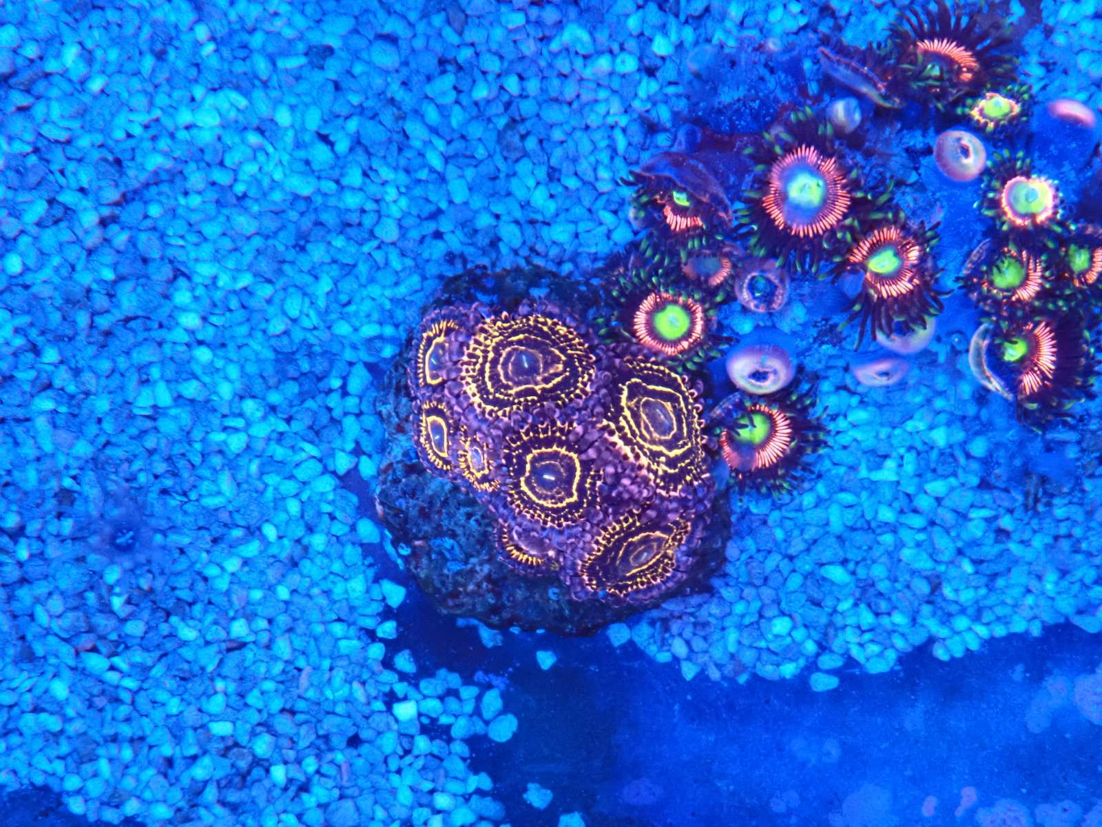 Angyal hal március 2026 1. hét