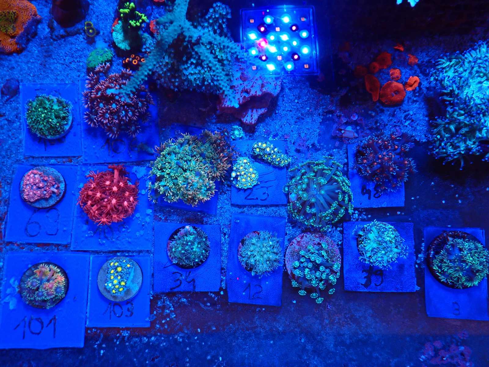 Doktorhal friss szállítmány március 2026