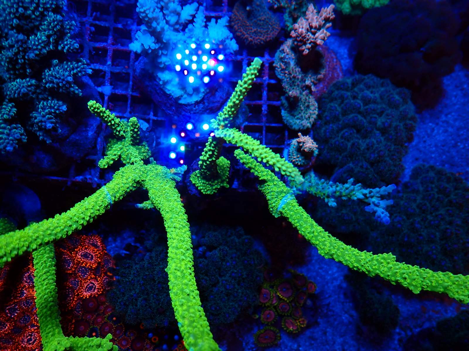 Trigger hal március 2026 1. hét