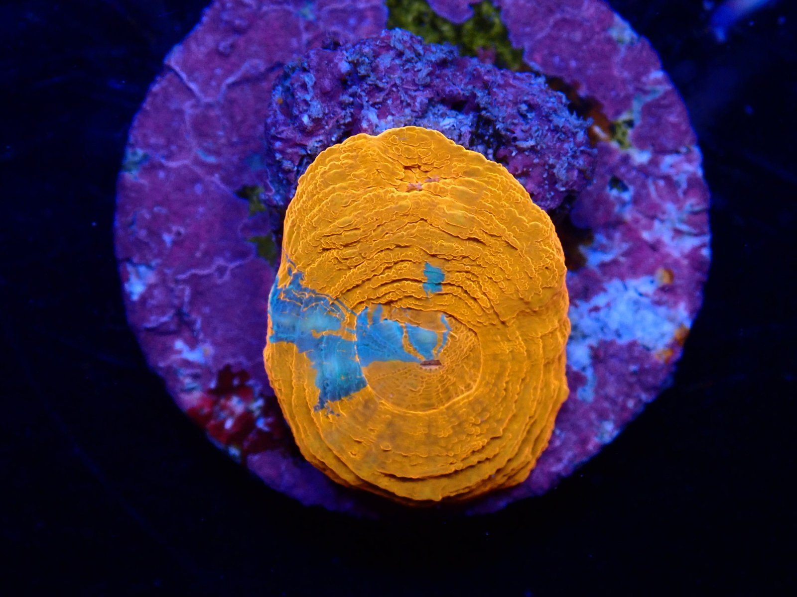 Gömb hal friss érkezés március 2026