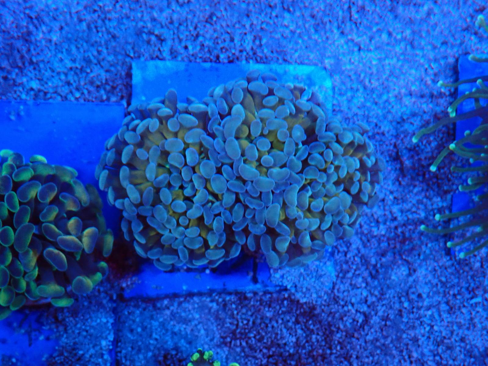 Dárdaszárnyú hal március 2026 1. hét