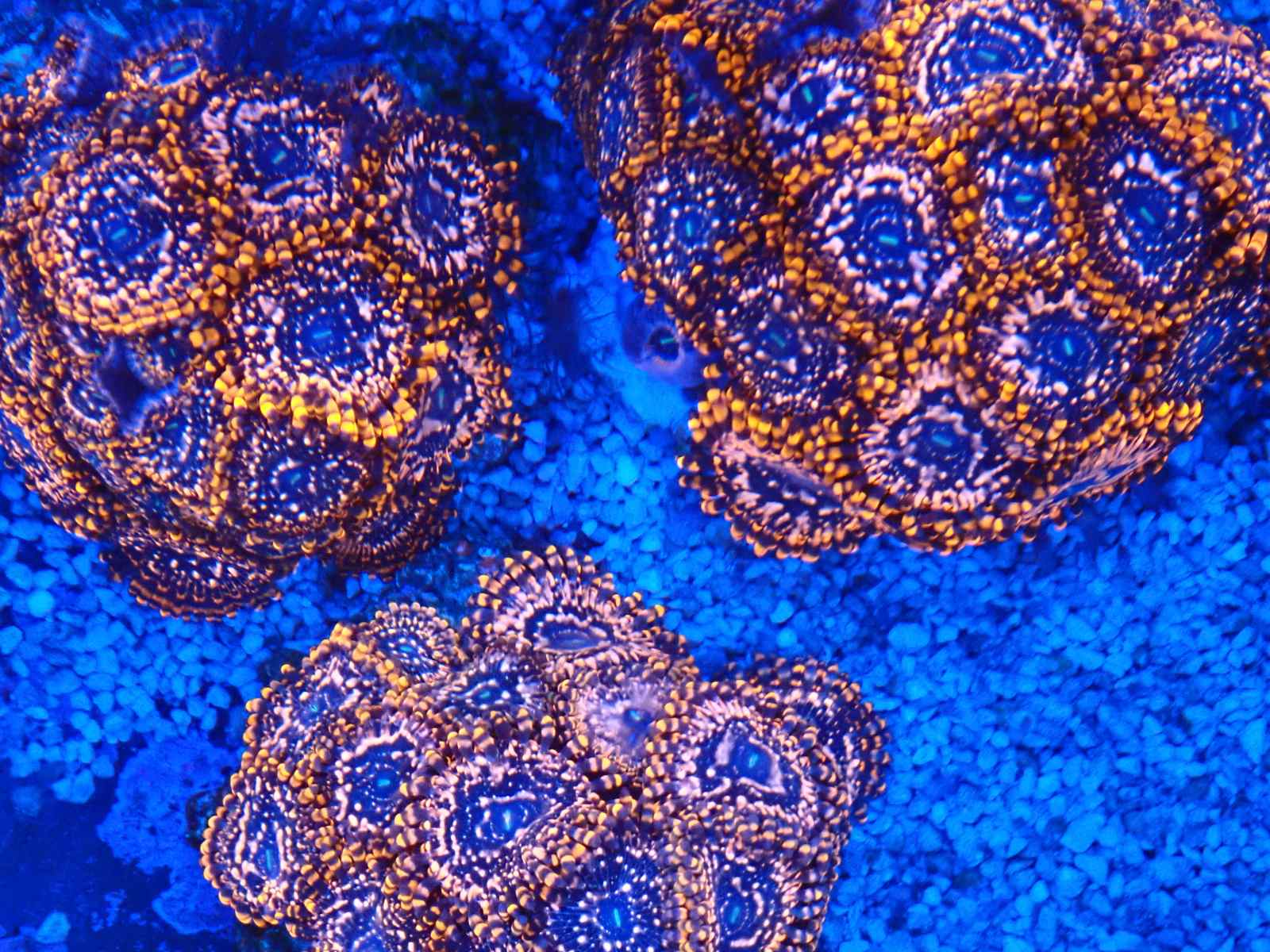 Süllőféle tengeri hal március 2026