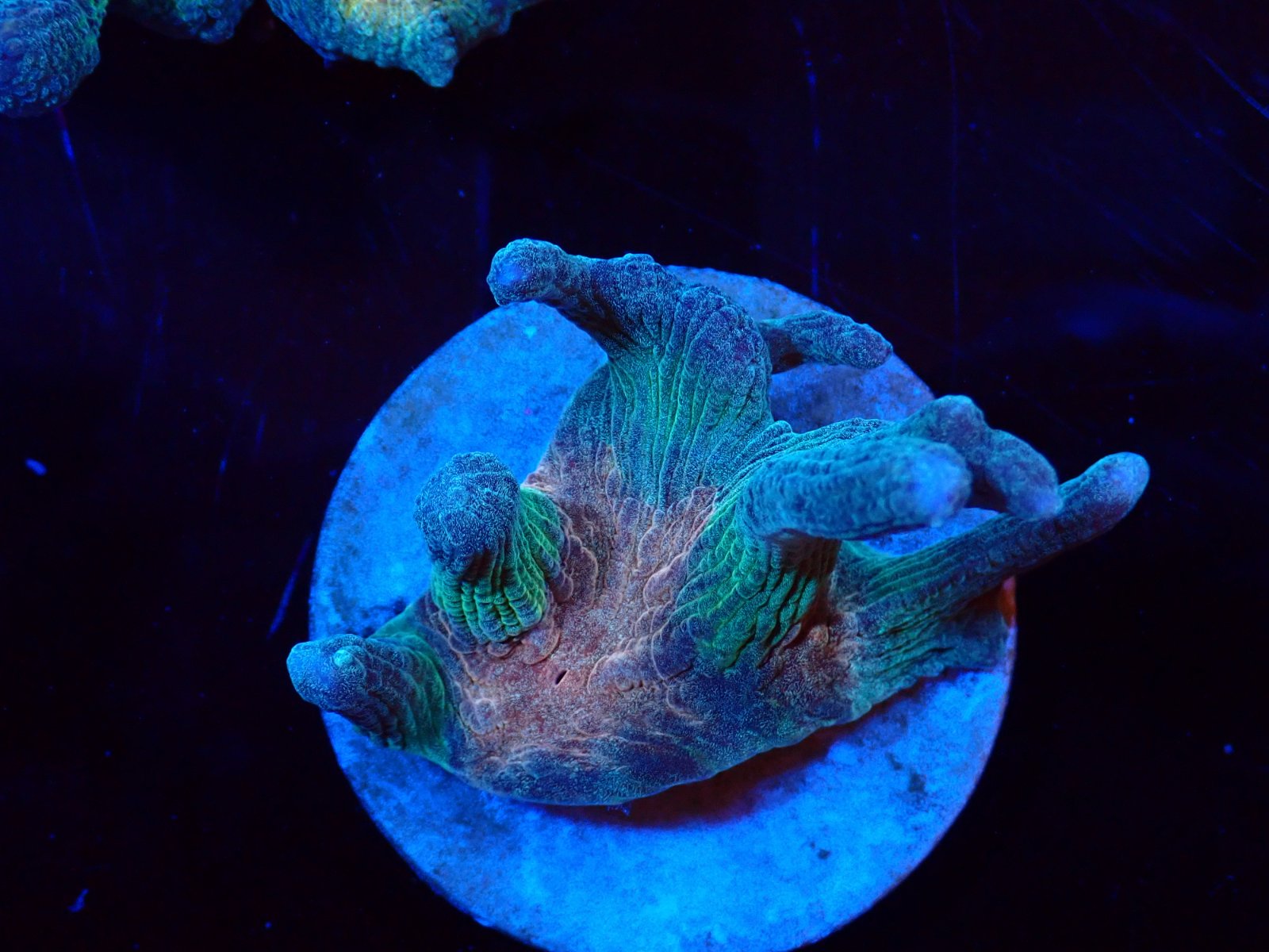 Gramma hal friss érkezés március 2026 1. hét