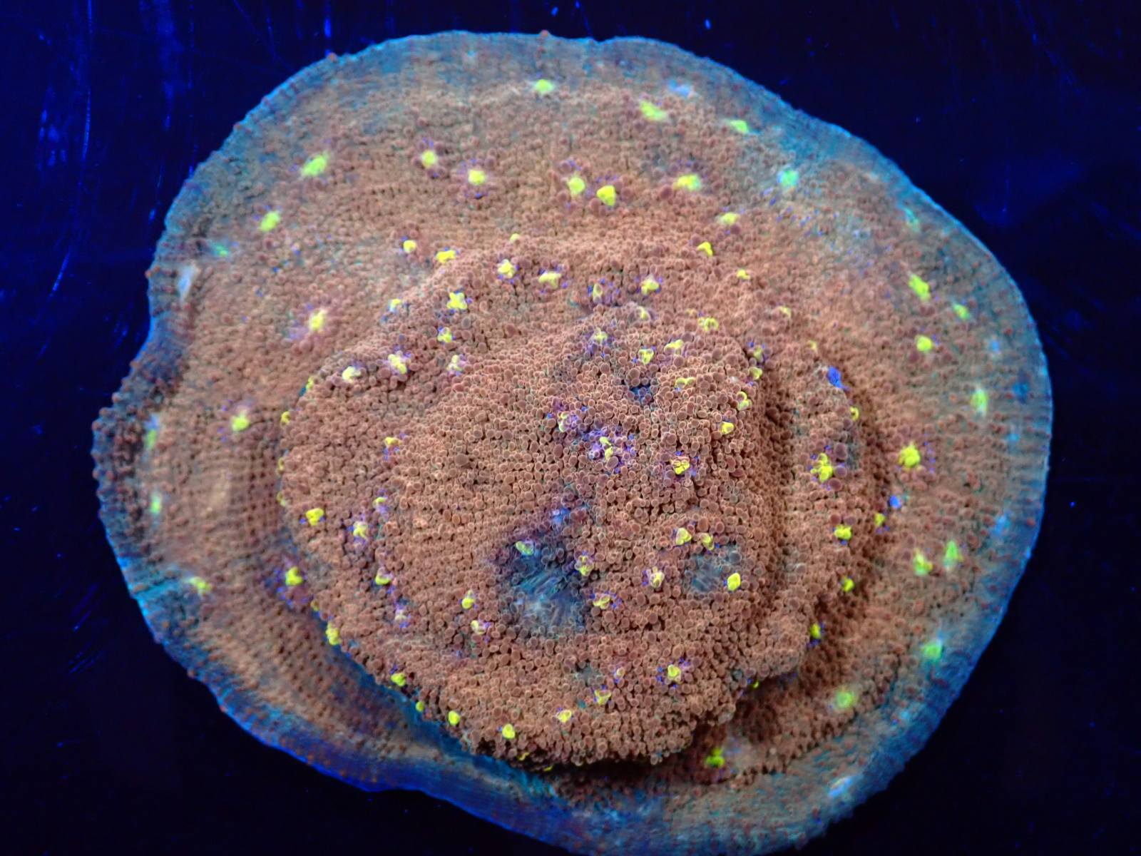 Tengeri géb új fajta március 2026