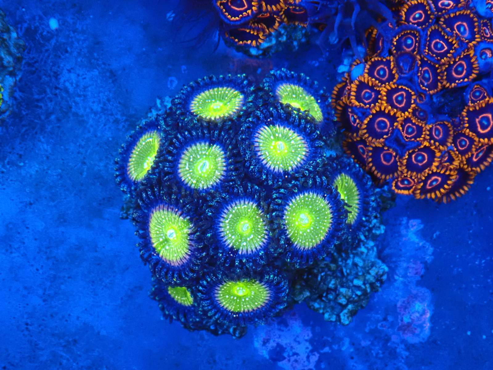 Anthias hal március 2026 1. hét