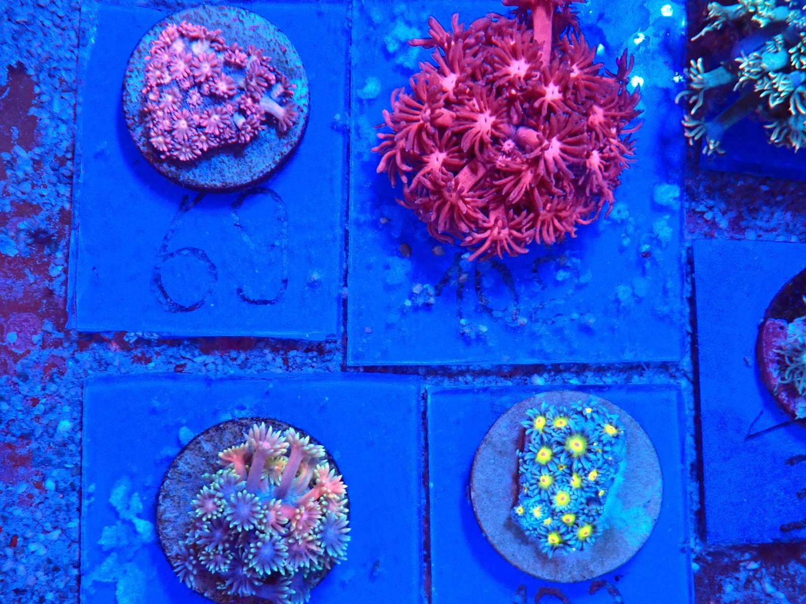 Korall telep friss érkezés március 2026